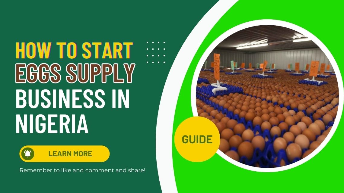 How To Start Eggs Supply Business In Nigeria